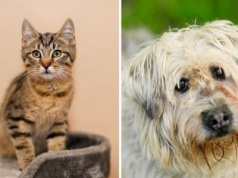 Galeria pod psem i kotem  (Odc.383) [ Wiadomości ]