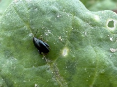 W rzepaku sporo szkodników. Pchełka już uszkadza rośliny, śmietka za chwilę