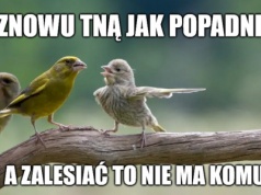 Raport NIK: w Lasach Państwowych rządzi beton, który chyba nie zauważył zmian klimatu
