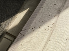 Mrówki schodzą się do domu? Zamiast drogich specyfików weź jedną rzecz z pokoju dziecka