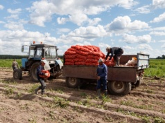Rosjanie w Królewcu przeżywają ziemniaczany kryzys