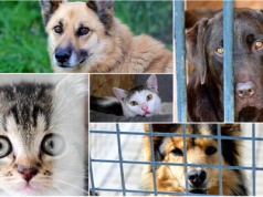 Szukasz przyjaciela? Przyjdź na Dzień Wielkich Serc w schronisku dla zwierząt [FOTO/VIDEO]