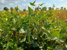 Soja prostsza w uprawie niż rzepak. Obsiano nią już 100 000 hektarów, a będzie więcej – zapewnia Saatbau Polska