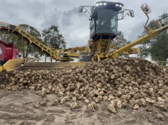 7,7 mln ton buraków do przerobu. Kampania cukrownicza 2025/26 w KGS