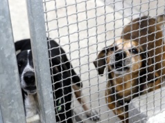 Zapłacą za adopcję psa lub kota! Specjalna akcja. Są pewne warunki