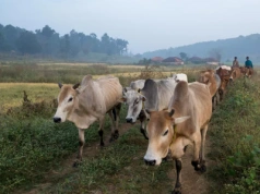 Ile mleka produkują kraje Mercosur? Czy zaleją europejski rynek?