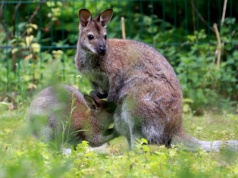 Poznajcie Shelly i jej córkę Peanut. To bohaterki kolejnego odcinka cyklu „Zooreporter" w PR PiK