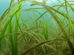 Polscy naukowcy sadzą trawę. W bardzo nietypowym miejscu. Oto ich plan