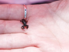 Oto miniaturowi mieszkańcy Ziemi. Zwierzęta tak małe, że trudno w nie uwierzyć