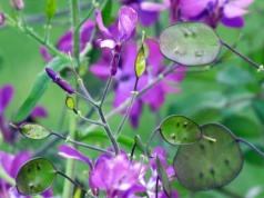 Sprawdza się w ogrodzie i wazonie. Judaszowe srebrniki zdobią fioletowymi "łuskami"