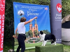 Królewska wystawa psów w Gnieźnie. Wielkie święto kynologii, ale z frekwencją problem