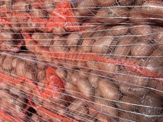 Ceny ziemniaka są dramatyczne. Rolnik z woj. zachodniopomorskiego alarmuje