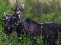 Wędrówka łosia Emila na południe. Łoś z Polski wędruje przez Europę