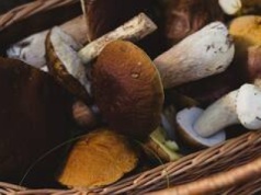 Grzyby 2025 koło Wrocławia. Gdzie na grzyby? Dobre miejsca na grzyby na Dolnym Śląsku [LISTA MIEJSC 2025]