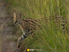 Egzotyczny kot w lesie koło Głogowa. Leśnicy apelują. "To nie żart"
