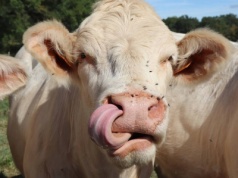 Piąte ognisko choroby niebieskiego języka w Polsce