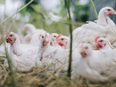 Grypa ptaków: FAO ostrzega przed możliwą pandemią