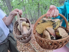 Sezon na grzyby trwa. Tarnowianie pochwalili się, jakie znaleźli okazy