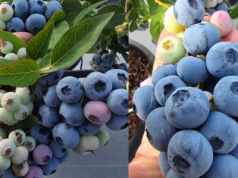 Nowa odmiana borówki ‘Highland Charm‘. Co o niej wiemy?