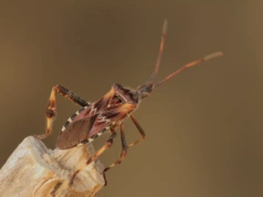 Śmierdzące pluskwiaki w polskich domach. Jak pozbyć się „pasażerów na gapę”?