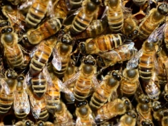 TSMC postawiło na pszczoły. Nikt się tego nie spodziewał