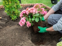 ​Masz dość sadzonek, które się nie przyjęły? Od dziś ukorzeniaj hortensje tylko w ten sposób