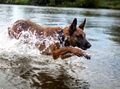 „Tryt" jest szkolony do działania w czasie wybuchów i pływania w szybkich motorówkach [zdjęcia]