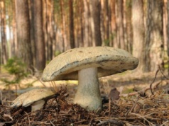 Ten grzyb z zewnątrz wygląda typowo. Zdziwisz się, co ma w środku