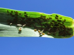 Jest zgoda na zastosowanie Karate Zeon 050 CS do zwalczania mszyc w jęczmieniu