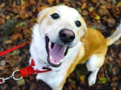 Są toksyczne. Wielu właścicieli nie wie i wciąż karmi nimi psa