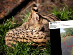 Egzotyczny drapieżnik widziany na Dolnym Śląsku. Leśnicy alarmują. "To nie żart"