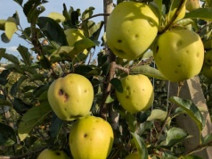 Turcja. Po przymrozkach przyszło gradobicie…