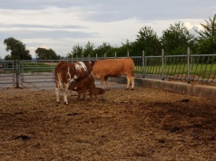 Polska szczególnie zagrożona przez Mercosur – Instytut Gospodarki Rolnej wyjaśnia