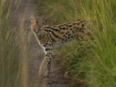 Drapieżny kot spaceruje po lesie w Polsce. „To nie żart”