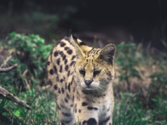 Dziki kot z Afryki w polskim lesie. Apel o ostrożność