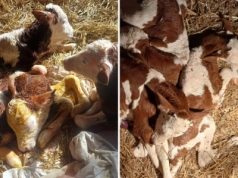 Niezwykłe narodziny w gospodarstwie. Krowa urodziła piękne trojaczki