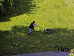 Kiedy ostatni raz kosić trawę? Jeden błąd i wiosną czeka cię żółta plama