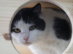 Wirtualna adopcja psa lub kota. Schronisko w Krakowie zaprasza i prosi o wsparcie