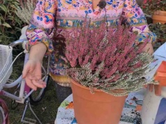 Zbędny element. Lepiej go usuń, bo hamuje rozwój wrzosów