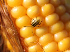Stonka kukurydziana - jak zapobiegać i czym pryskać?