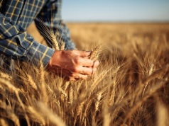 Rolniku, udowodnij, że jesteś rolnikiem i należą ci się dopłaty – ARiMR będzie sprawdzał