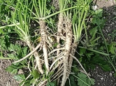 Wadliwe nasiona pietruszki m.in. zrujnowały gospodarstwo Dominika Czarnego