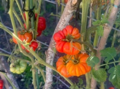 Ogrodnicy robią to pod koniec sezonu pomidorowego. Energia idzie w owoce