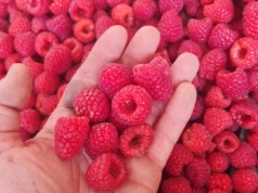 Maliny deserowe. Tyle kosztowały na ukraińskich rynkach hurtowych w 2025 r.