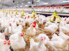 Branża drobiarska czekała na tę decyzję. Podpisano kluczowe porozumienie z Chinami