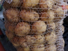 Jaka jest cena ziemniaka w połowie września 2025 r.?