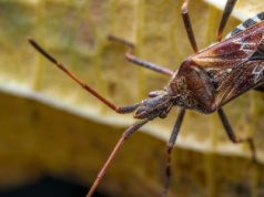 Śmierdzą, buszują i się mnożą. "Cuchnące owady" szukają schronienia w mieszkaniach Polaków