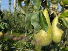 Dobry sierpień dla gruszek. Gdzie trafiały?