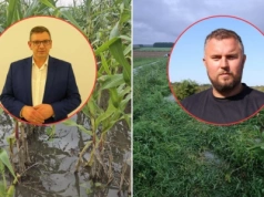 Nie zasieją ozimin, kukurydzę skoszą w grudniu. Kiedy pomoc dla rolników?