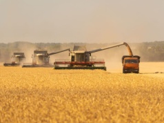 Światowe zbiory pszenicy i zapasy mocno w górę – prognoza USDA